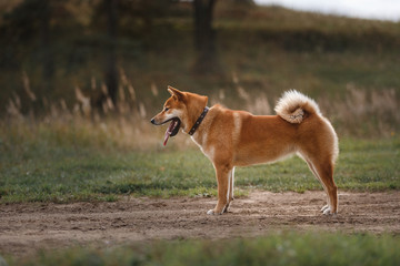 Dog breed red Japanese Shiba