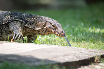 Komodo dragon - Monitor lizard ( Varanus varius ). Selective focus, blurred background