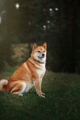 Naklejka na ściany i meble Dog breed red Japanese Shiba