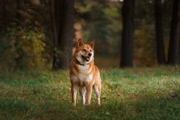 Dog breed red Japanese Shiba