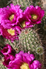Desert Botanical Gardens, Blooming Cactus Flowers, March 2010
