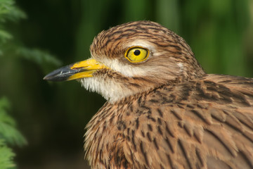 Triel - Burhinus oedicnemus