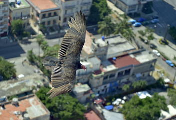 The American vultures (Cathartidae Lafresnaye) soars over Havana Cuba.