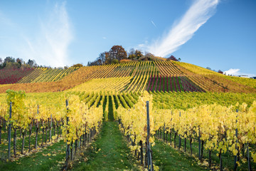 Weinberg Stuttgart Rotenberg