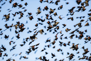 Red-winged Blackbird Flock in Flight In a Blue Sky