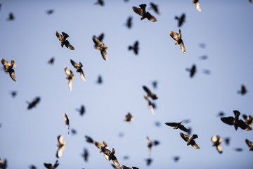 Red-winged Blackbird Flock in Flight In a Blue Sky