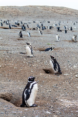 Penguin colony on Isla Magdalena island in Magellan Strait, Chile