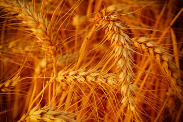 wheat closeup