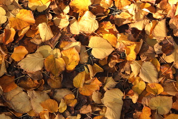 autumn leaves