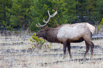 Rocky Mountain Elk