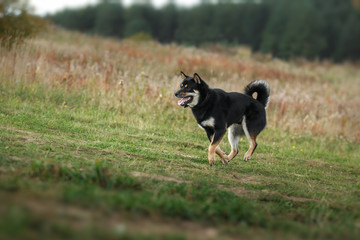 Dog breed black Japanese Shiba