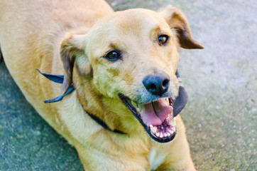 Cachorro - Retrato