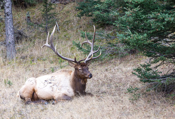 Rocky Mountain Elk