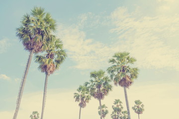 Obraz premium Sugar palm trees in the field on blue sky ,thailand