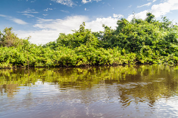 Trees lining river Yacuma in Bolivia