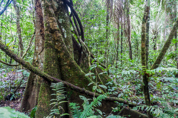 Jungle of national park Madidi, Bolivia