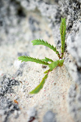 Tropical Green Bermuda Plant