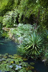 Pond in a garden
