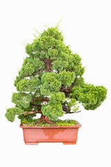bonsai tree of cypress