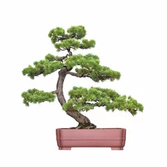 Tuinposter bonsai boom van dennen © chungking