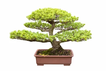 Fotobehang bonsaiboom van vijf naald dennen © chungking