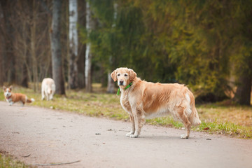 Dog breed Welsh Corgi Pembroke and Golden retriever