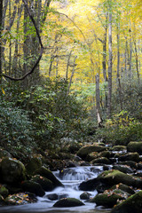 Vertical-Stream in the Smokies surrounded by fall colors.
