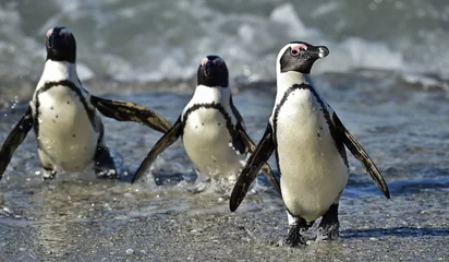 Foto op Plexiglas Afrikaanse pinguïns (spheniscus demersus) © Uryadnikov Sergey