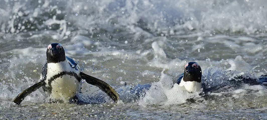 Crédence de cuisine en verre imprimé Pingouin African penguins (spheniscus demersus) leave the ocean