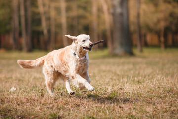 Dog breed Golden retriever