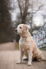 Dog breed Golden retriever