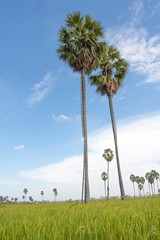 Sugar palm tree