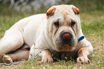 Shar-pei dog rest in a park