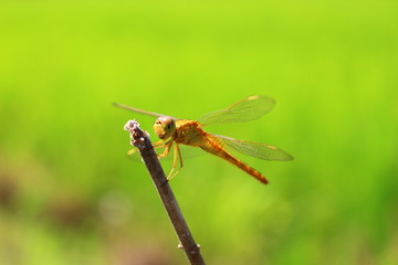Dragonfly