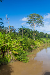 Jungle along river Napo, Peru