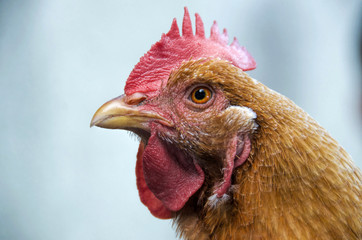 Simple Rooster Head, Isolated with Blurred Background
