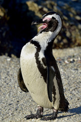 Naklejka premium African penguin (spheniscus demersus) at the Boulders colony. South Africa 
