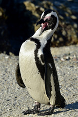 Obraz premium African penguin (spheniscus demersus) at the Boulders colony. South Africa 