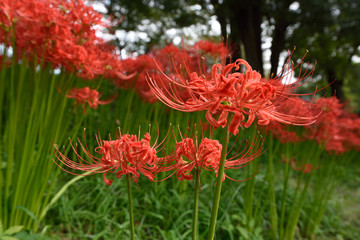 彼岸花