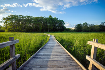 Scenic Wooden Walking Path through Marsh in Summer - Peaceful Nature Trail