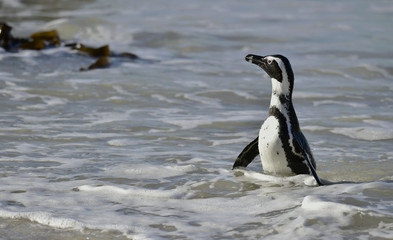 Portrait of African penguin (spheniscus demersus)