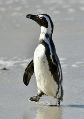 Fototapeta premium Portrait of African penguin (spheniscus demersus)
