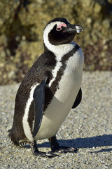 Portrait of African penguin (spheniscus demersus)