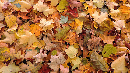 bed of dead leaf
