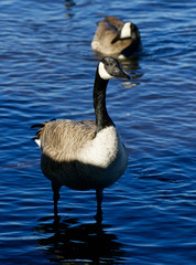 Beautiful close-up of the Canada goose