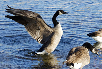 Beautiful close-up of the Canada goose with the wings