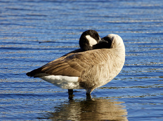 Interesting pose of a Canada goose