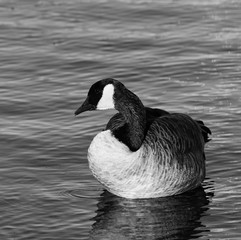 Beautiful black and white close-up of the Canada goose