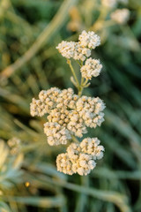 flowers in the frost
