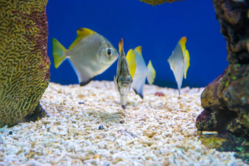 Tropical Fish of Schooling Bannerfish underwater in blue water